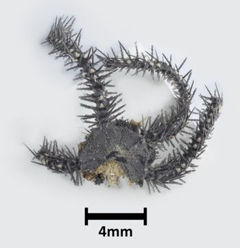 Media type: image;   Invertebrate Zoology OPH-3988 Description: Top down view of single ophiuroid specimen with a scale bar.;  Aspect: dorsal